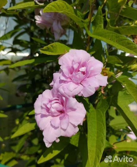 Вьюн калистегия