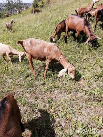 Нубийские козочки