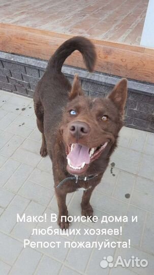 Собака в добрые руки