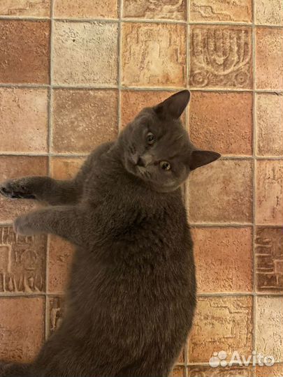 Молодая кошка