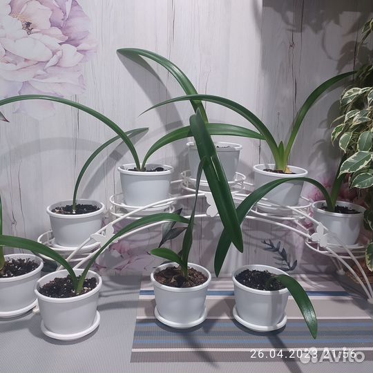 Продам деток гиппеаструма