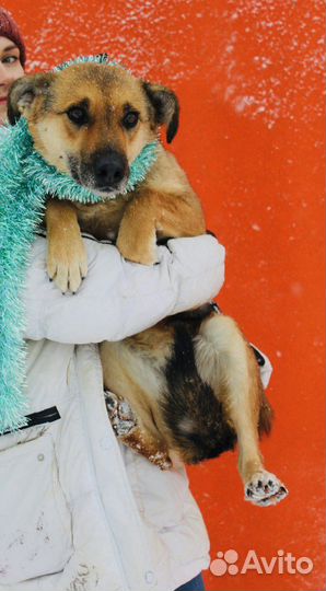 Спаси Лакки