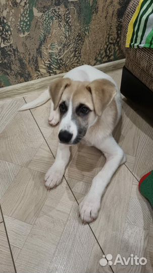 Собаки бесплатно