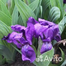 Многолетние растения