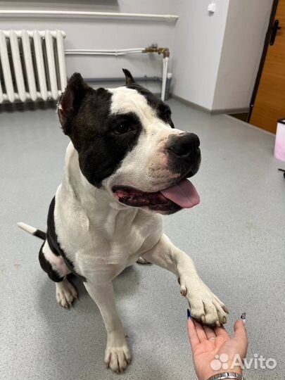 Вязка Американский стаффордширский терьер