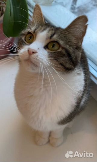 Кошечку отдам