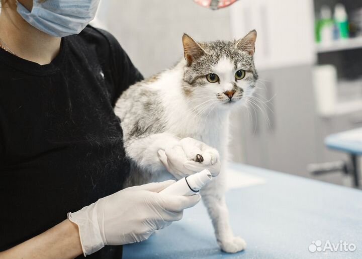 Ветеринарный врач - диагностика заболеваний