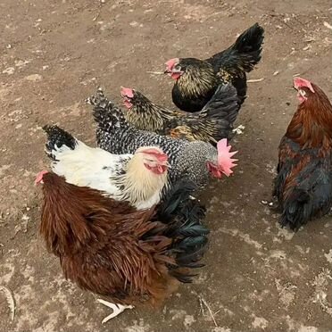 Петухи на мясо 4-5 мес с доставкой на дом