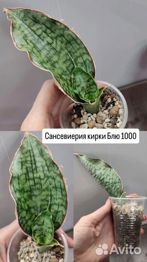 Сансевиерия кирки Блю, Елоу стоун, Микадо