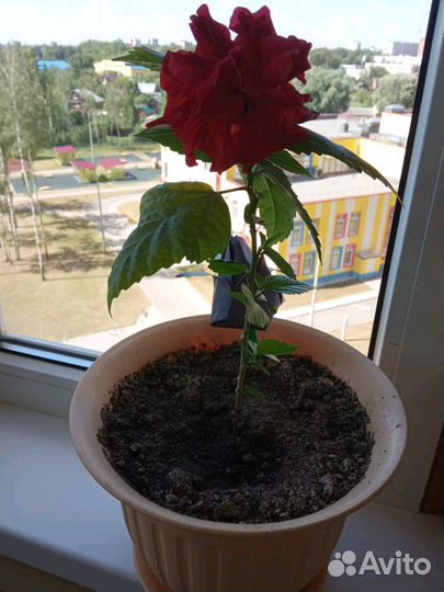 Китайская роза-гибискус