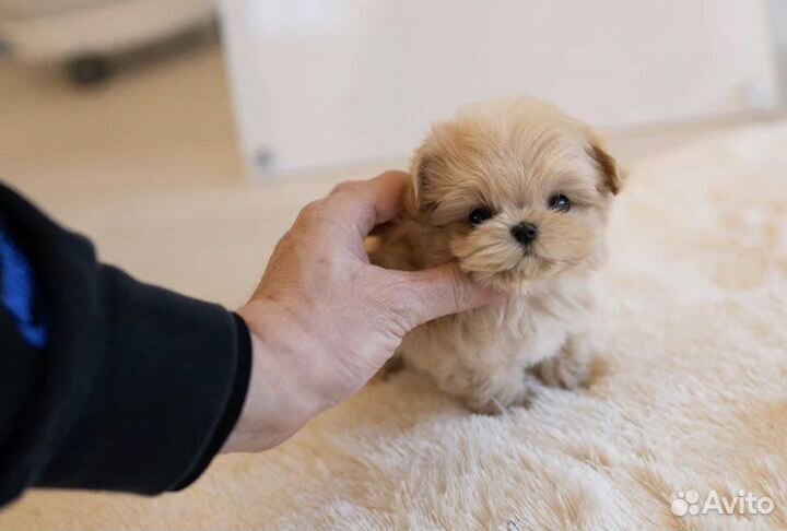 Премиум Мальтипу f1 micro эксклюзив