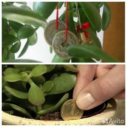 Комнатные растения Денежное дерево(толстянка)