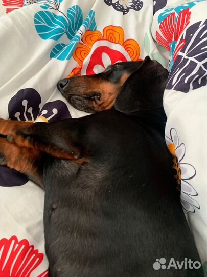 Догситтер/выгул/передержка