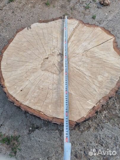 Спил сухой берёзовый. 70см