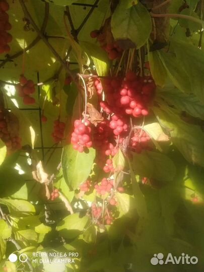 Лимонник китайский