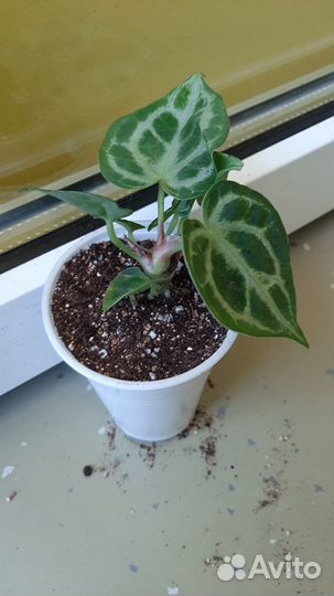 Антуриум сильвер бланш