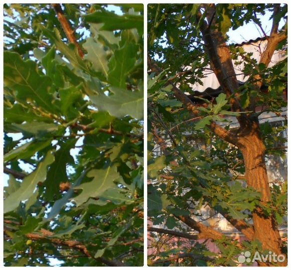 Саженцы дуба