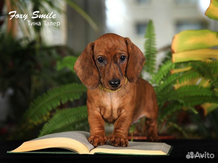 Такса гладкошерстная