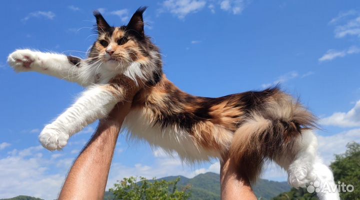 Кошечка Мейн кун