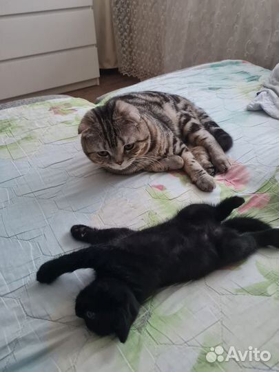 Шотландский котёнок