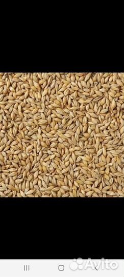 Зерно ячмень, пшеница