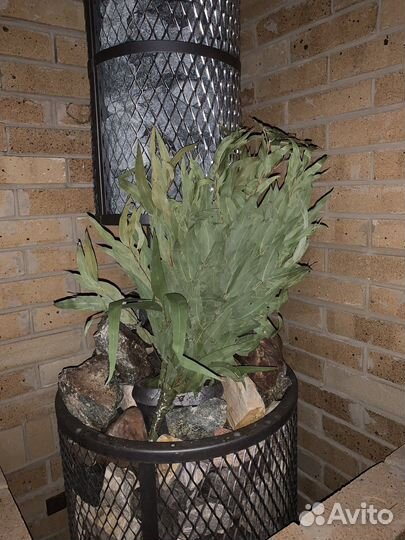 Эвкалиптовый веник свежий в наличии Тюмень