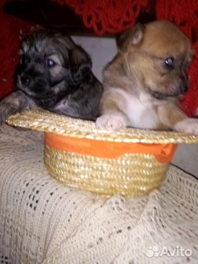 Милые щенки