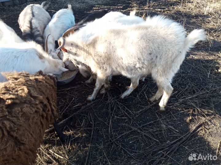 Козы и козлята