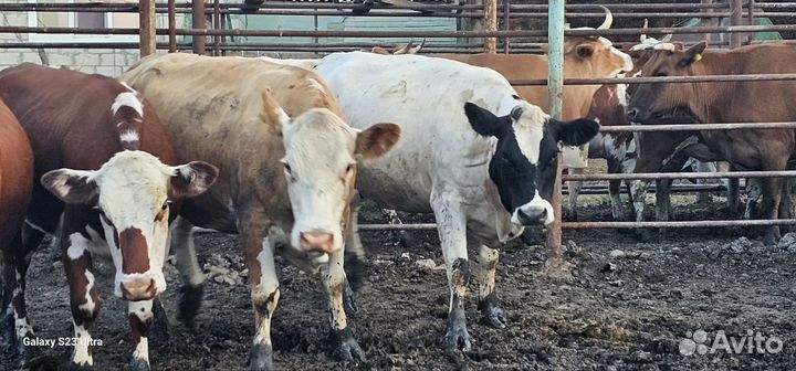 Бычки на Курбан