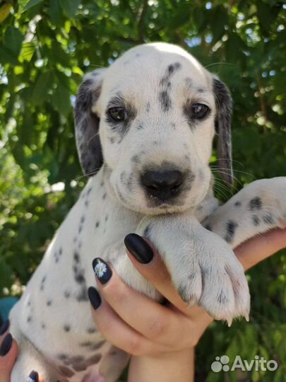 Щенки далматина
