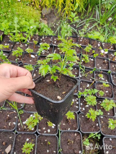 Калина бульденеж