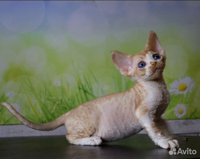 Девон-рекс солнечный малыш