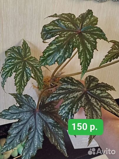 Комнатные растения