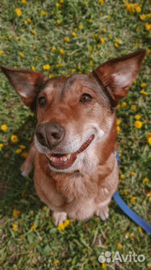 Собака Лэйси