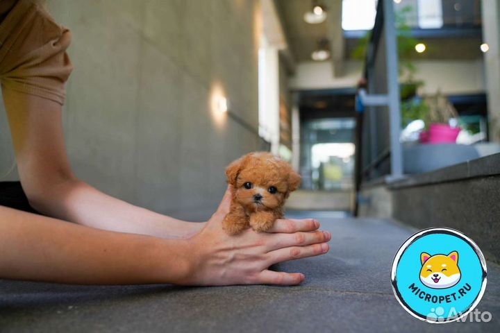 Мальтипу Микро из Кореи