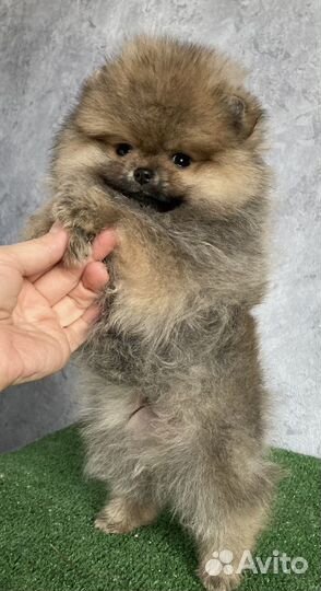 Шпиц мальчик померанец