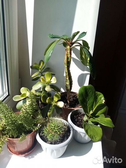 Комнатные растения