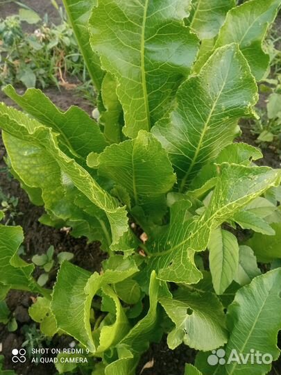 Рассада хрена