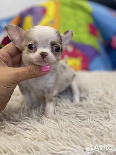 Мальчики и девочки