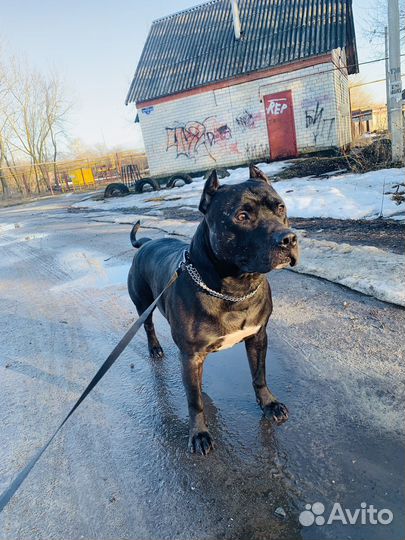 Американский питбультерьер вязка