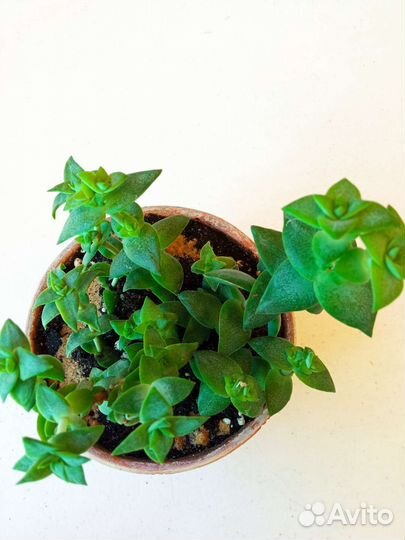 Толстянка крассуля наскальная