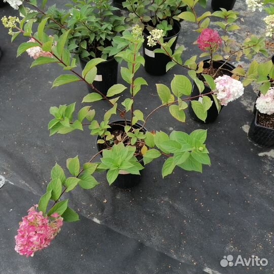 Метельчатая гортензия Самарская Лидия