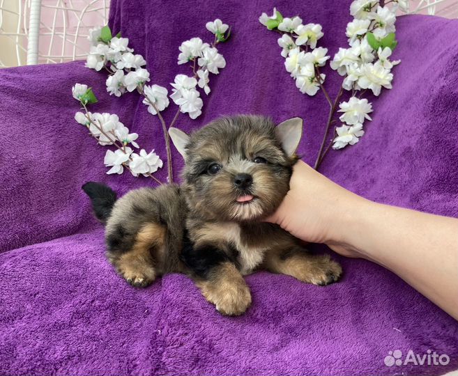 Йорк чёрный мраморный мальчик