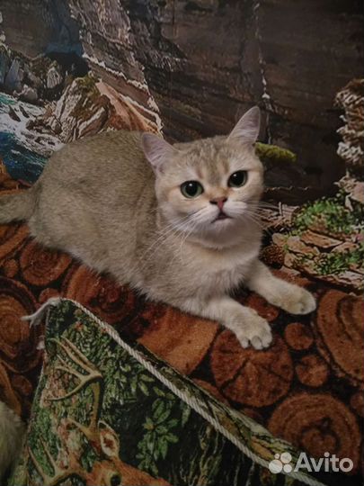 Британская кошечка