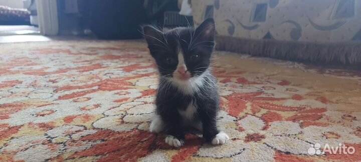 Котята дворовые