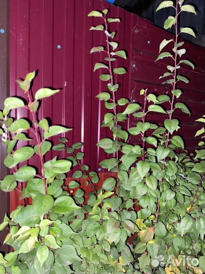 Саженцы урюка, возраст 1 год