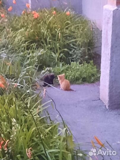 Два котёнка ищут дом