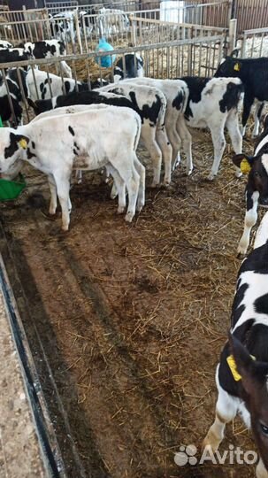 Телята бычки мясные