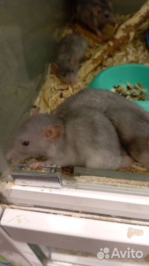 Крыса дамбо