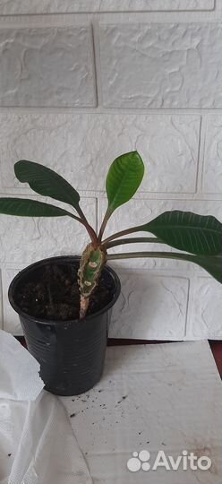 Фикус, эуфорбия